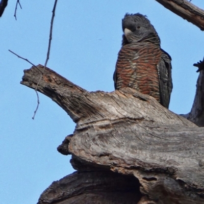 Callocephalon fimbriatum (Gang-gang Cockatoo) at Hughes Grassy Woodland - 25 May 2019 by JackyF