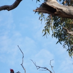 Callocephalon fimbriatum at Hughes, ACT - 25 May 2019