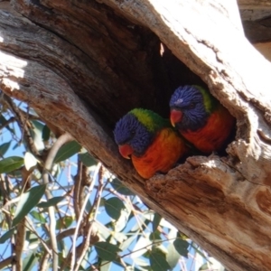 Trichoglossus moluccanus at Hughes, ACT - 26 May 2019