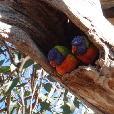 Trichoglossus moluccanus (Rainbow Lorikeet) at Hughes, ACT - 26 May 2019 by JackyF