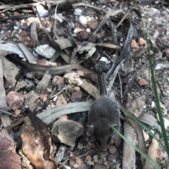 Acrobates pygmaeus (Feathertail Glider) at Wonboyn North, NSW - 15 Jan 2019 by MickBettanin