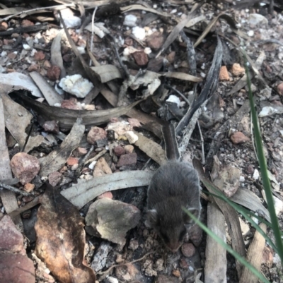 Acrobates pygmaeus (Feathertail Glider) at Wonboyn North, NSW - 15 Jan 2019 by MickBettanin