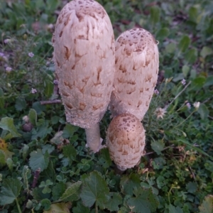 Coprinus comatus at Deakin, ACT - 26 May 2019