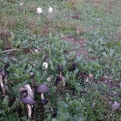 Coprinus comatus at Deakin, ACT - 26 May 2019