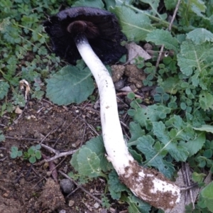 Coprinus comatus at Deakin, ACT - 26 May 2019