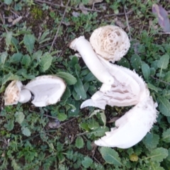 Coprinus comatus at Deakin, ACT - 26 May 2019