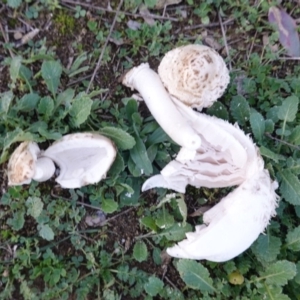 Coprinus comatus at Deakin, ACT - 26 May 2019