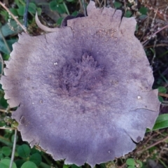 Calvatia cyathiformis at Red Hill Nature Reserve - 25 May 2019 by JackyF