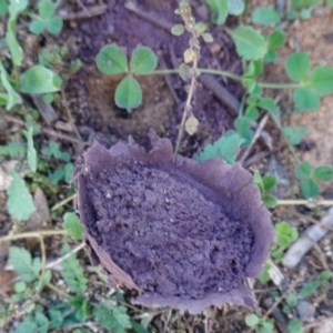 Calvatia cyathiformis at Hughes, ACT - 25 May 2019