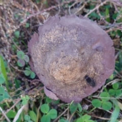 Calvatia cyathiformis at Hughes, ACT - 25 May 2019 04:04 PM