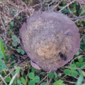 Calvatia cyathiformis at Hughes, ACT - 25 May 2019