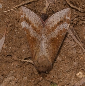 Oxycanus (genus) at Yadboro, NSW - 24 May 2019 12:00 AM