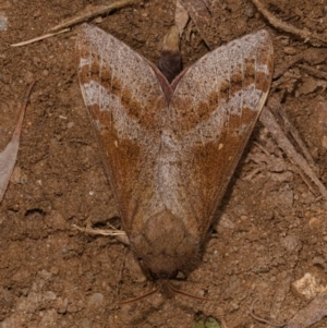 Oxycanus (genus) at Yadboro, NSW - 24 May 2019