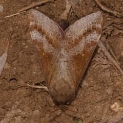 Oxycanus (genus) (Unidentified Oxycanus moths) at Yadboro State Forest - 23 May 2019 by kdm