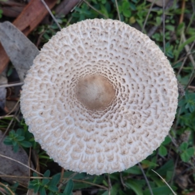 Macrolepiota sp. at Red Hill to Yarralumla Creek - 25 May 2019 by JackyF