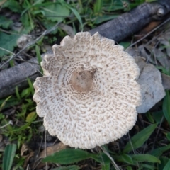 Macrolepiota sp. at Hughes, ACT - 25 May 2019