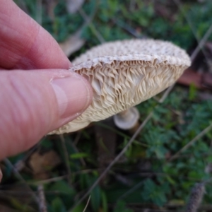 Macrolepiota sp. at Hughes, ACT - 25 May 2019 04:05 PM