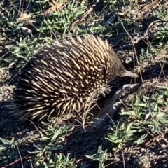 Tachyglossus aculeatus (Short-beaked Echidna) at Crace, ACT - 18 May 2019 by gavinlongmuir