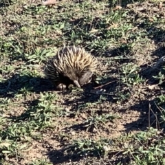 Tachyglossus aculeatus at Crace, ACT - 18 May 2019 02:06 PM