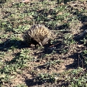 Tachyglossus aculeatus at Crace, ACT - 18 May 2019