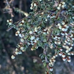 Cryptandra amara (Bitter Cryptandra) at Percival Hill - 26 May 2019 by gavinlongmuir