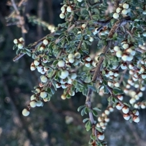 Cryptandra amara at Nicholls, ACT - 26 May 2019