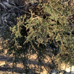 Cryptandra amara at Nicholls, ACT - 26 May 2019