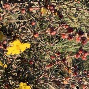 Hibbertia obtusifolia at Nicholls, ACT - 26 May 2019