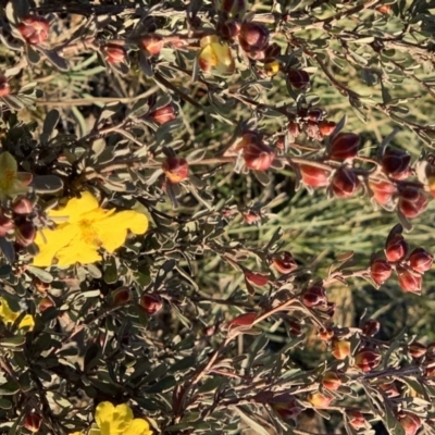 Hibbertia obtusifolia (Grey Guinea-flower) at Percival Hill - 26 May 2019 by gavinlongmuir