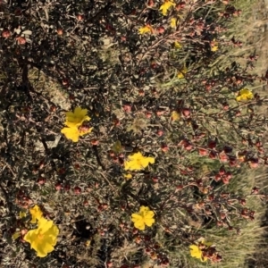 Hibbertia obtusifolia at Nicholls, ACT - 26 May 2019