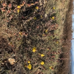 Hibbertia obtusifolia at Nicholls, ACT - 26 May 2019 03:58 PM