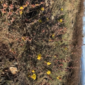 Hibbertia obtusifolia at Nicholls, ACT - 26 May 2019