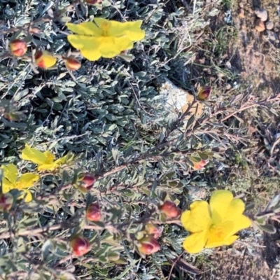 Hibbertia obtusifolia (Grey Guinea-flower) at Percival Hill - 26 May 2019 by gavinlongmuir