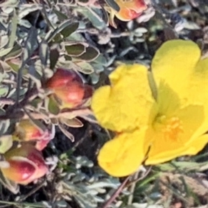 Hibbertia obtusifolia at Nicholls, ACT - 26 May 2019