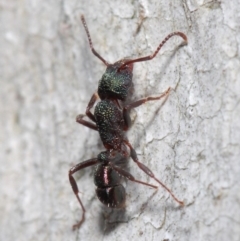 Rhytidoponera metallica (Greenhead ant) at Hackett, ACT - 28 May 2019 by TimL