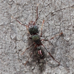 Rhytidoponera metallica at Hackett, ACT - 28 May 2019 12:40 PM