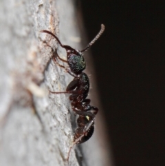 Rhytidoponera metallica at Hackett, ACT - 28 May 2019 12:40 PM