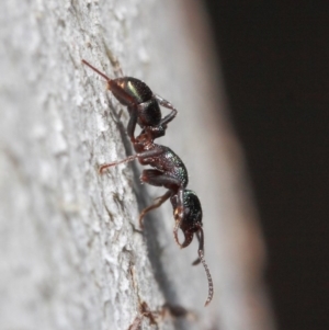 Rhytidoponera metallica at Hackett, ACT - 28 May 2019 12:40 PM