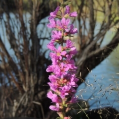 Lythrum salicaria (Purple Loosestrife) at Point Hut to Tharwa - 27 Mar 2019 by michaelb