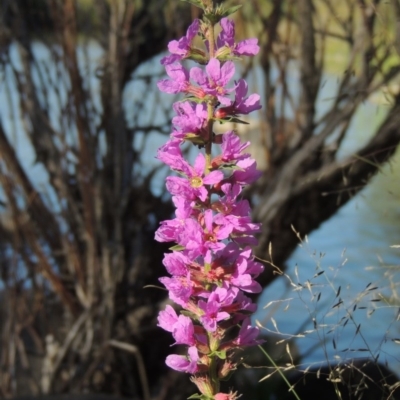 Lythrum salicaria (Purple Loosestrife) at Point Hut to Tharwa - 27 Mar 2019 by michaelb