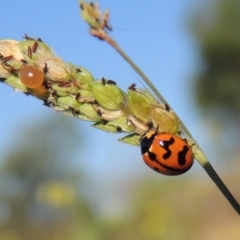 Coccinella transversalis (Transverse Ladybird) at Point Hut to Tharwa - 27 Mar 2019 by michaelb