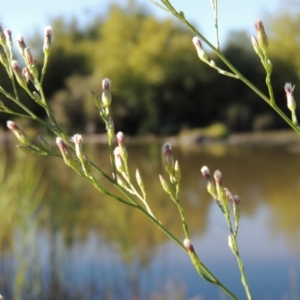 Symphyotrichum subulatum at Tuggeranong DC, ACT - 27 Mar 2019