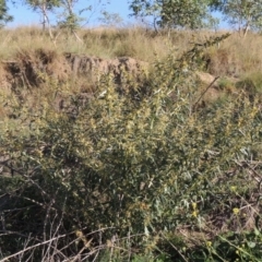 Xanthium spinosum (Bathurst Burr) at Point Hut to Tharwa - 27 Mar 2019 by michaelb
