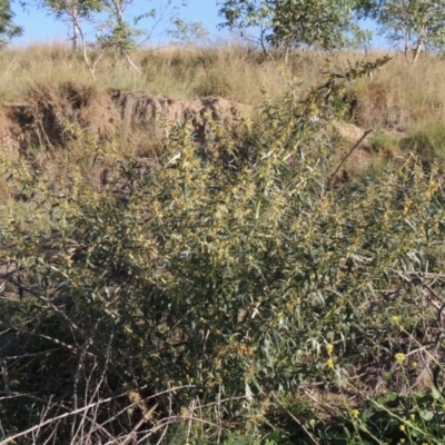 Xanthium spinosum (Bathurst Burr) at Tuggeranong DC, ACT - 27 Mar 2019 by michaelb