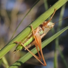 Conocephalus semivittatus (Meadow katydid) at Point Hut to Tharwa - 27 Mar 2019 by michaelb