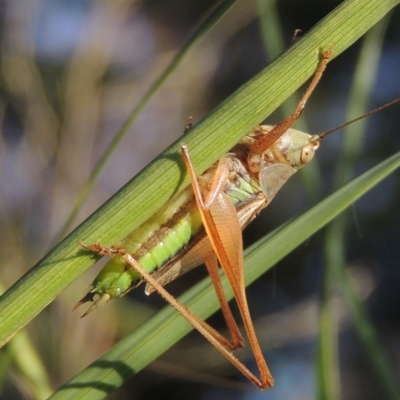 Conocephalus semivittatus (Meadow katydid) at Point Hut to Tharwa - 27 Mar 2019 by michaelb