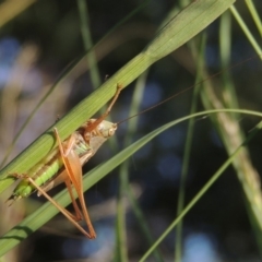 Conocephalus semivittatus at Tuggeranong DC, ACT - 27 Mar 2019