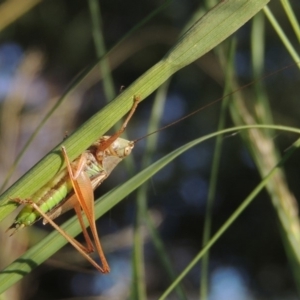 Conocephalus semivittatus at Tuggeranong DC, ACT - 27 Mar 2019