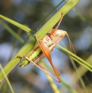 Conocephalus semivittatus at Tuggeranong DC, ACT - 27 Mar 2019