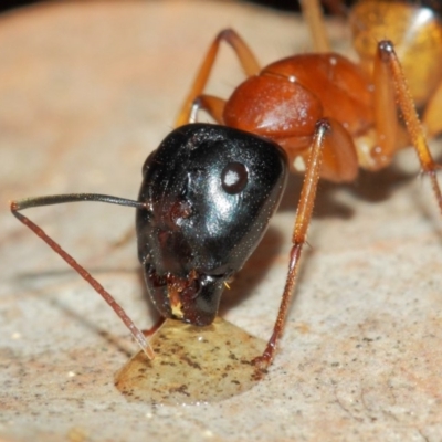 Camponotus consobrinus (Banded sugar ant) at Evatt, ACT - 27 May 2019 by TimL